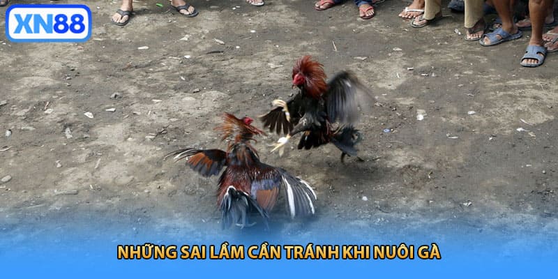 Những sai lầm cần tránh khi nuôi gà